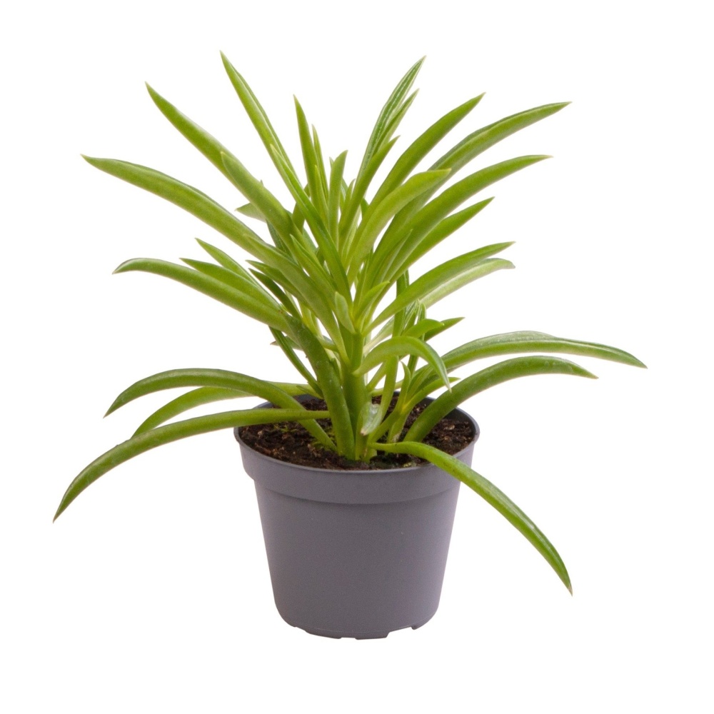 Okrasné pokojové rostliny - Pepřinec Nevada květináč 6cm