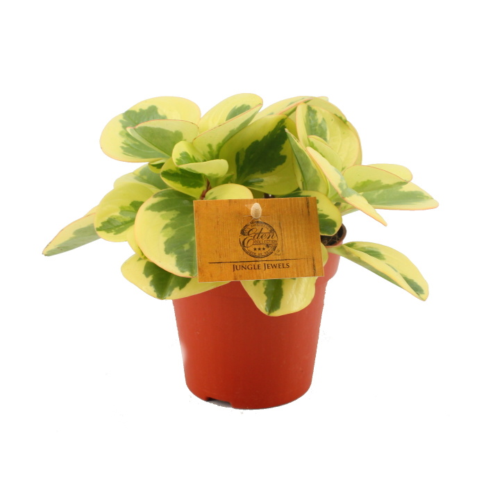 Okrasné pokojové rostliny - Pepřinec Obtipan Bicolor květináč 12cm