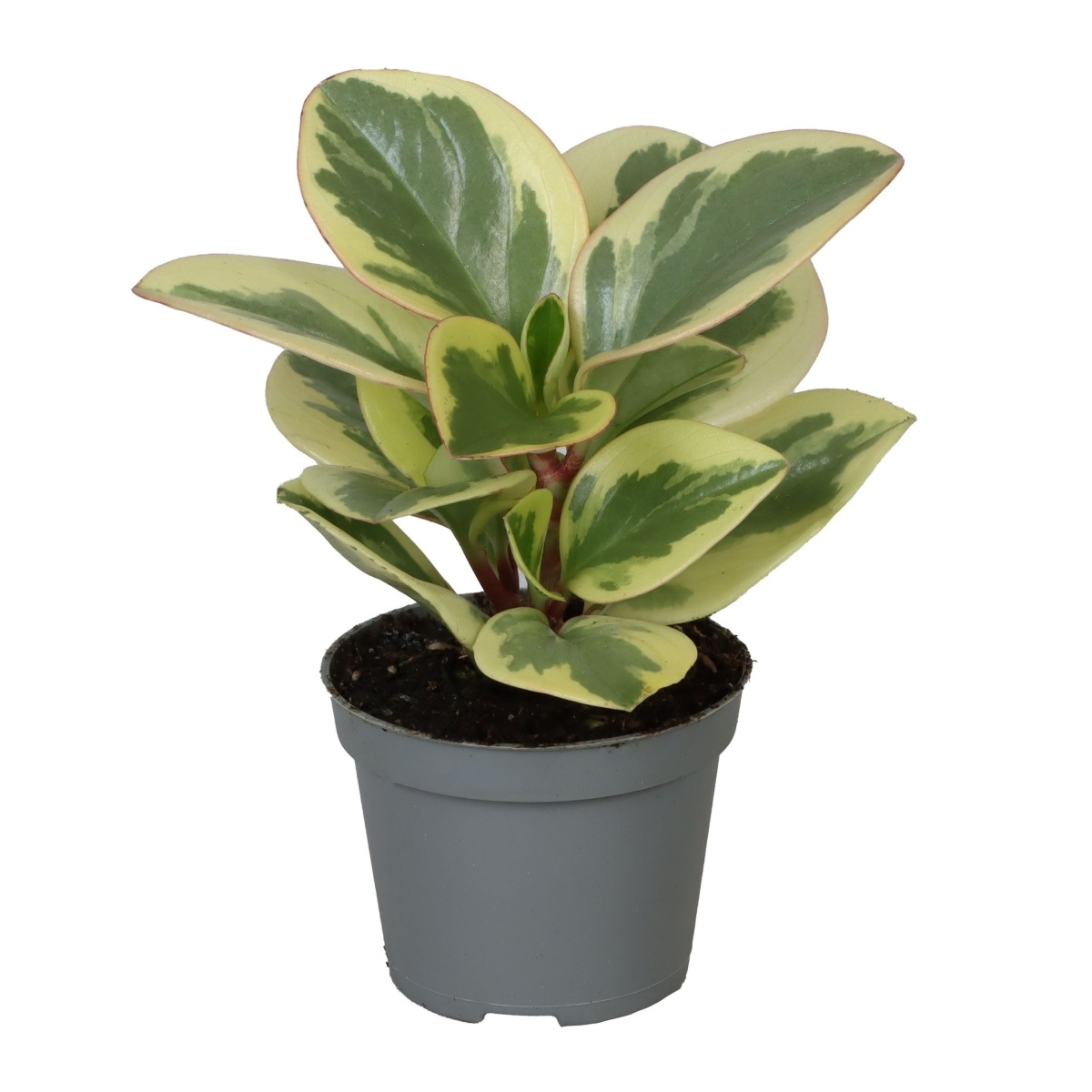 Okrasné pokojové rostliny - Pepřinec Obtipan Bicolor květináč 6cm