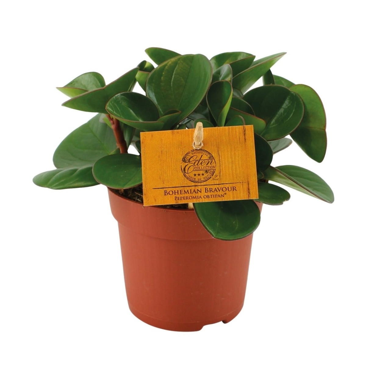 Pokojové rostliny okrasné listem - Pepřinec Obtipan květináč 10,5cm