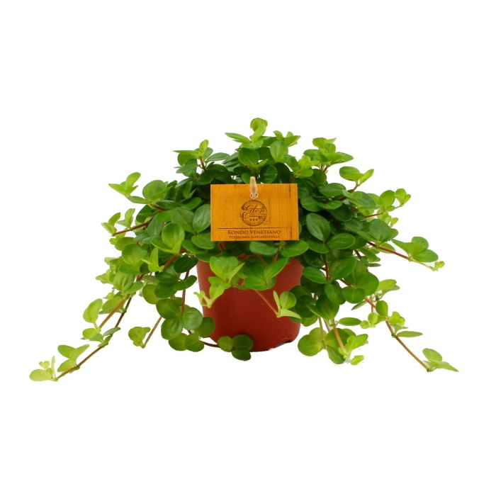 Okrasné pokojové rostliny - Pepřinec okrouhlolistý 'Rondo Venetiano' květináč 10,5cm