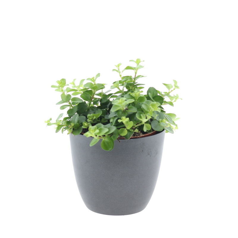 Okrasné pokojové rostliny - Pepřinec okrouhlolistý Rondo Venetiano květináč 12cm