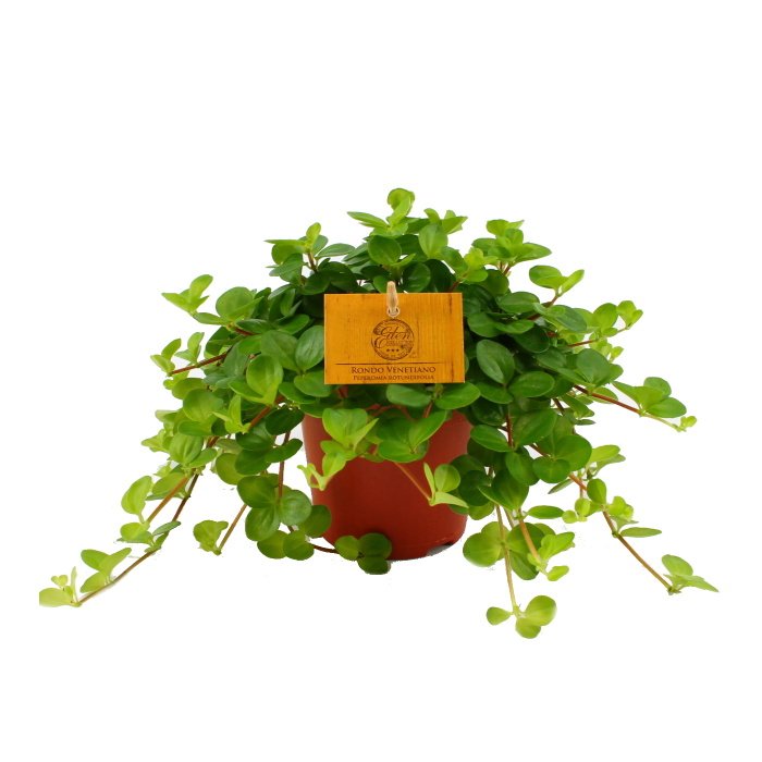 Pepřinec okrouhlolistý Rondo Venetiano květináč 12cm-0