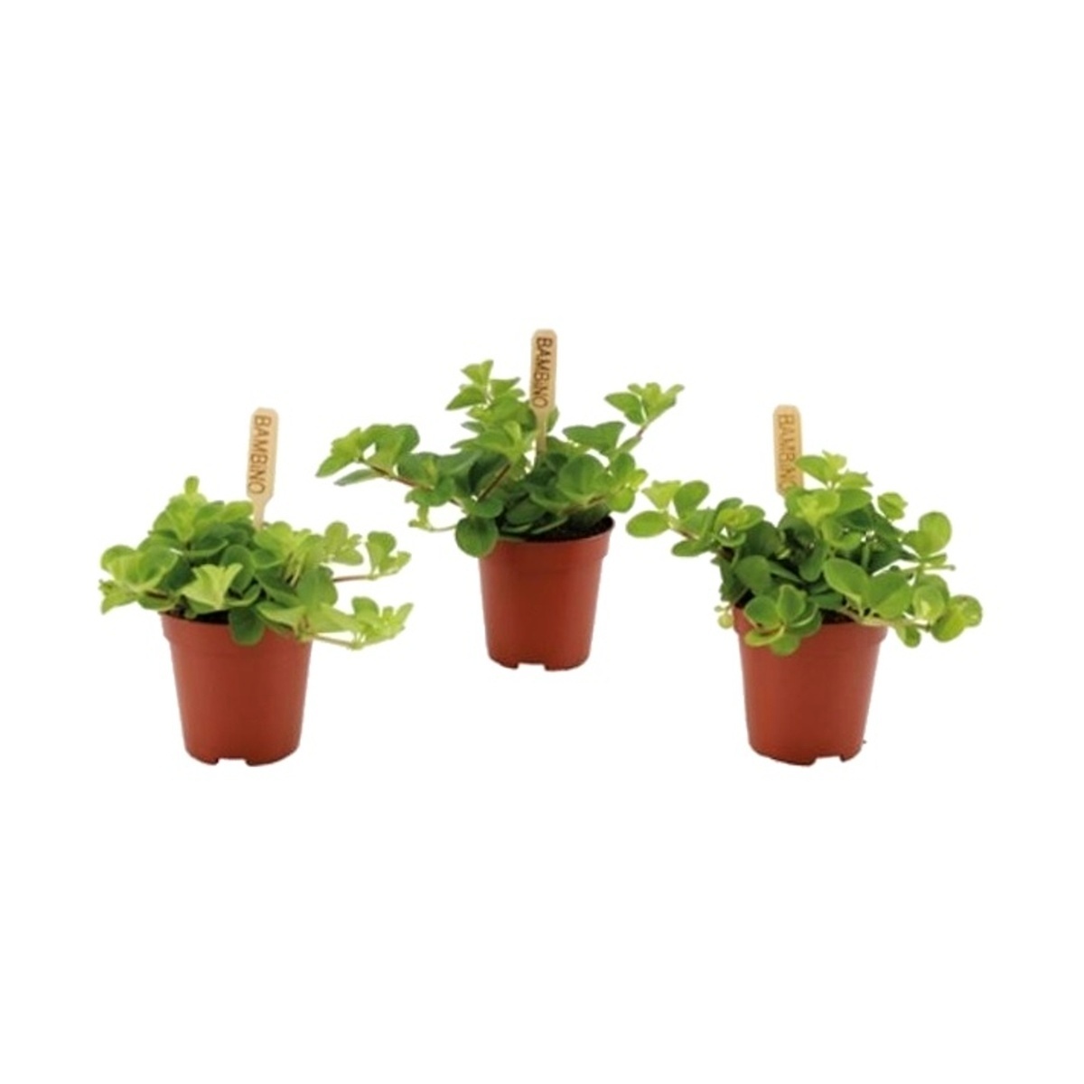 Okrasné pokojové rostliny - Pepřinec okrouhlolistý Rondo Venetiano květináč 6cm