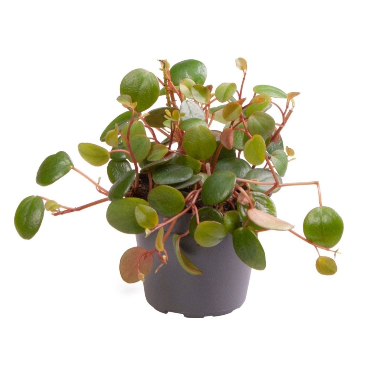 Okrasné pokojové rostliny - Pepřinec Pepperspot květináč 6cm