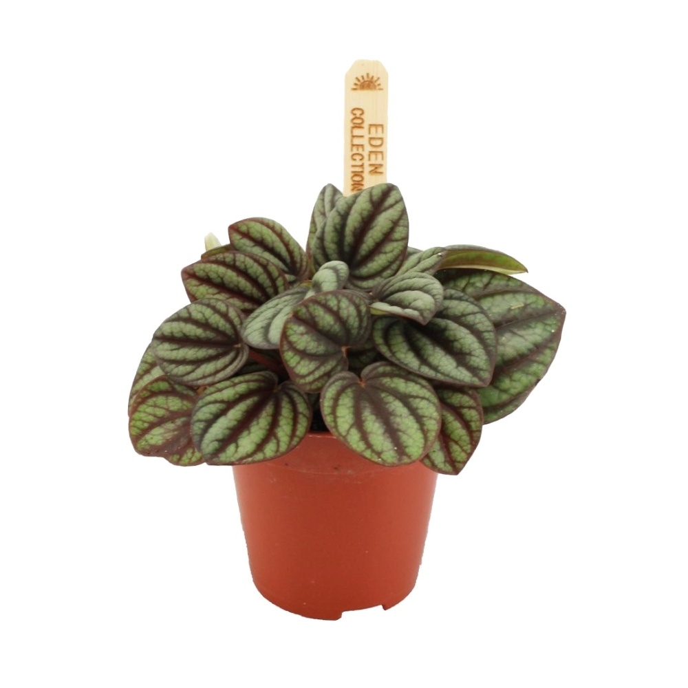 Okrasné pokojové rostliny - Pepřinec Piccolo Banda květináč 6cm