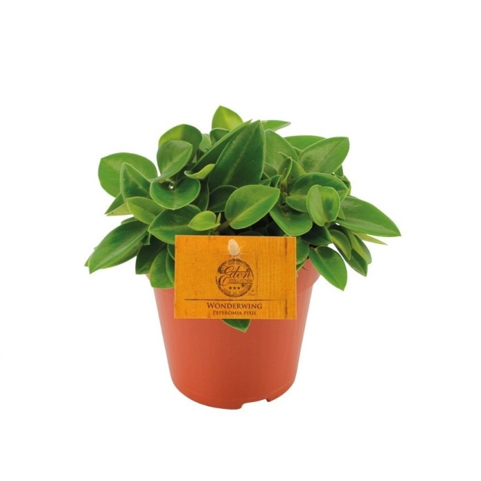 Okrasné pokojové rostliny - Pepřinec Pixie květináč 12cm