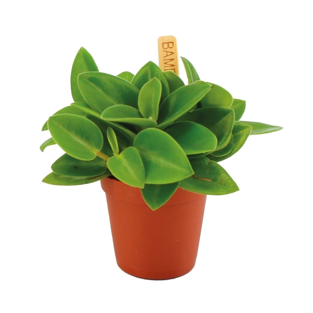 Okrasné pokojové rostliny - Pepřinec Pixie květináč 6cm