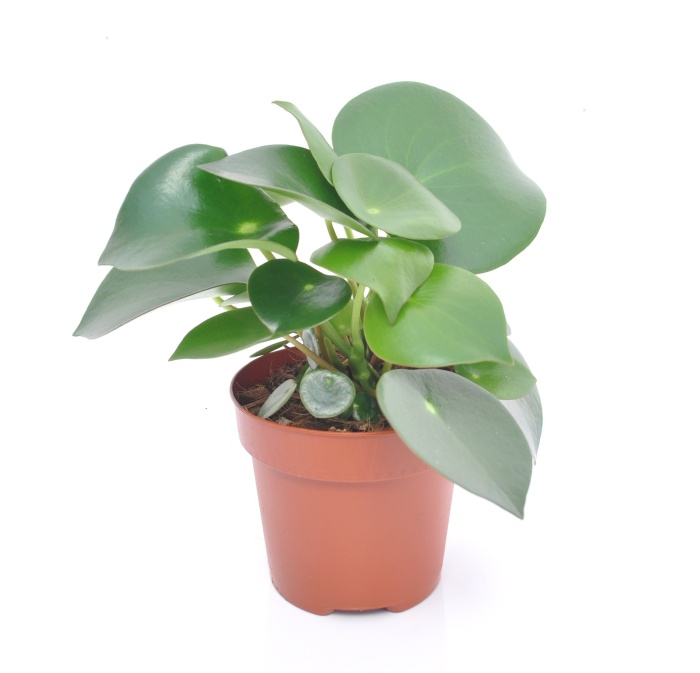 Okrasné pokojové rostliny - Pepřinec 'Raindrop' květináč 12cm