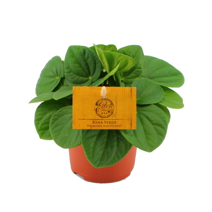 Okrasné pokojové rostliny - Pepřinec Rana Verde květináč 10,5cm