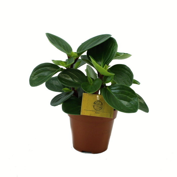 Pokojové rostliny okrasné listem - Pepřinec Red Canyon květináč 12cm