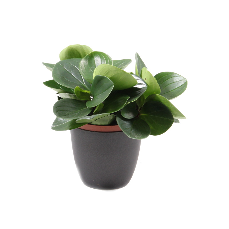 Pepřinec Red Canyon květináč 12cm-0