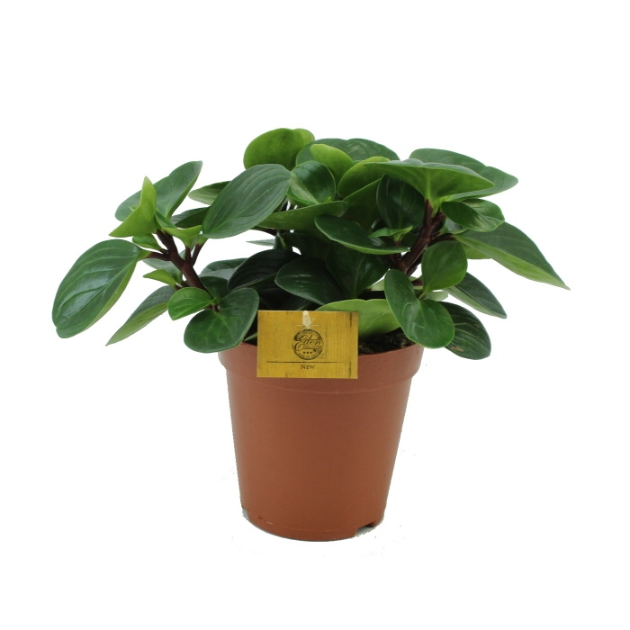 Okrasné pokojové rostliny - Pepřinec Red Canyon květináč 15cm