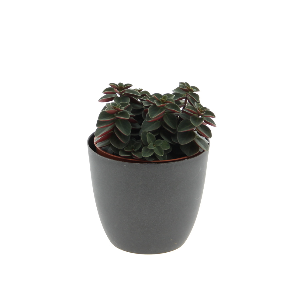 Okrasné pokojové rostliny - Pepřinec 'Red Long' květináč 10,5cm