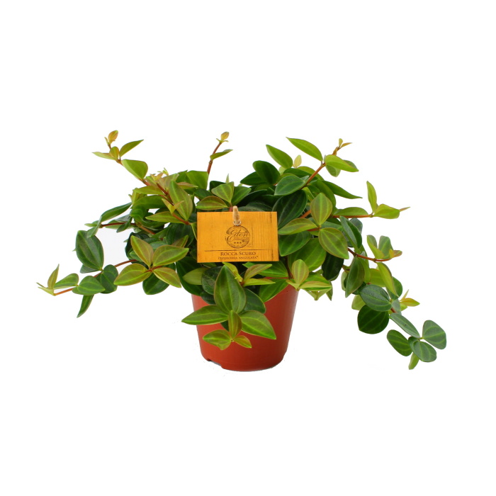 Okrasné pokojové rostliny - Pepřinec Rocca Scuro květináč 12cm