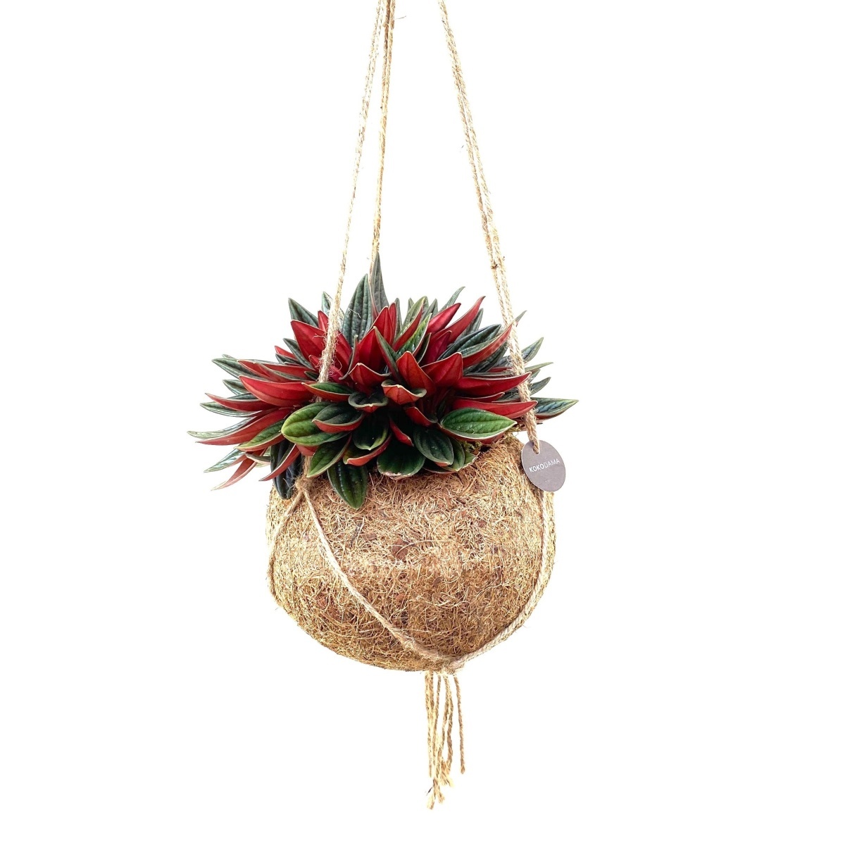 Kokodama - Pepřinec Rosso kokodama závěs 15cm