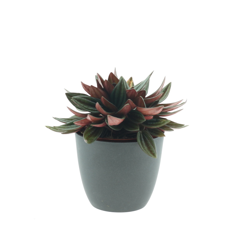 Okrasné pokojové rostliny - Pepřinec 'Rosso' květináč 10,5cm