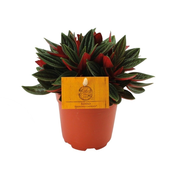 Pepřinec 'Rosso' květináč 10,5cm-0