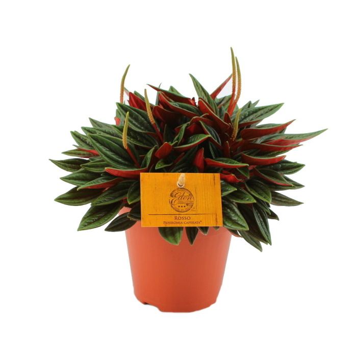 Okrasné pokojové rostliny - Pepřinec Rosso květináč 12cm