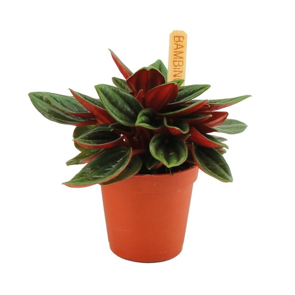 Okrasné pokojové rostliny - Pepřinec Rosso květináč 6cm