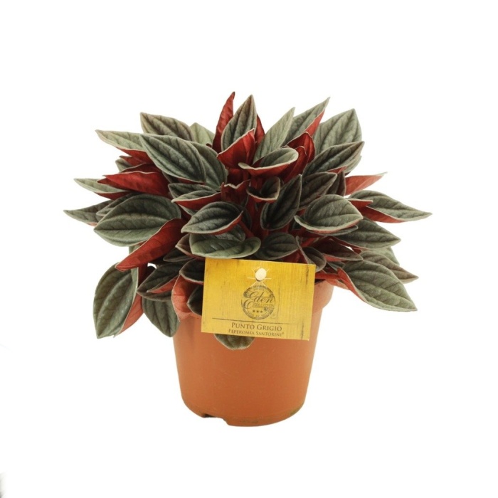 Okrasné pokojové rostliny - Pepřinec Santorini květináč 12cm