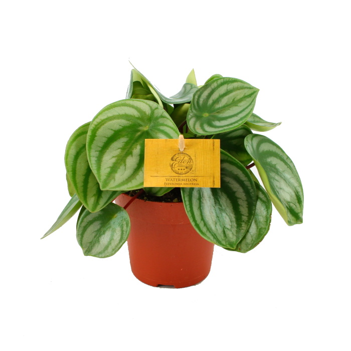 Okrasné pokojové rostliny - Pepřinec Watermelon květináč 12cm
