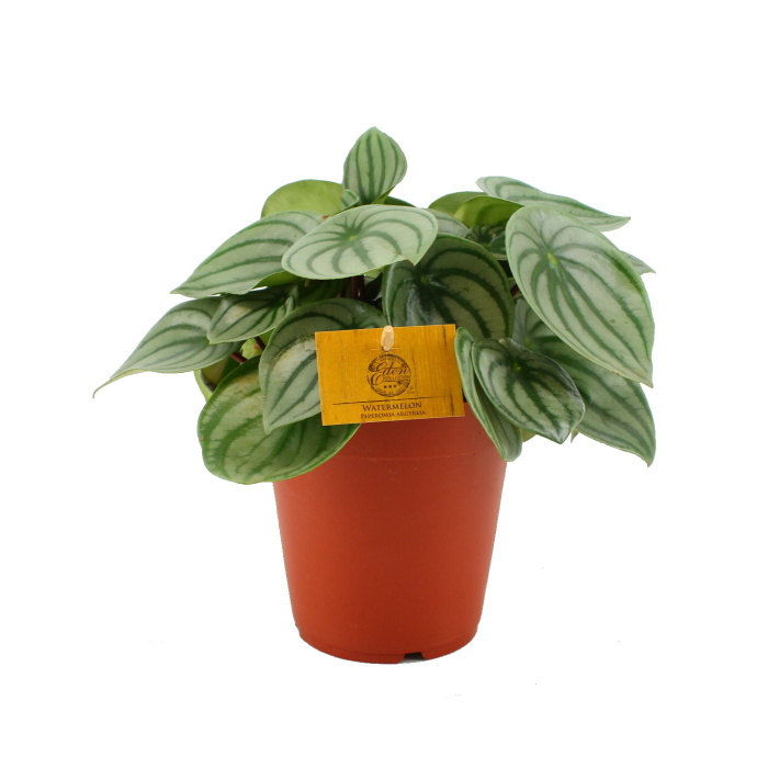 Okrasné pokojové rostliny - Pepřinec Watermelon květináč 15cm