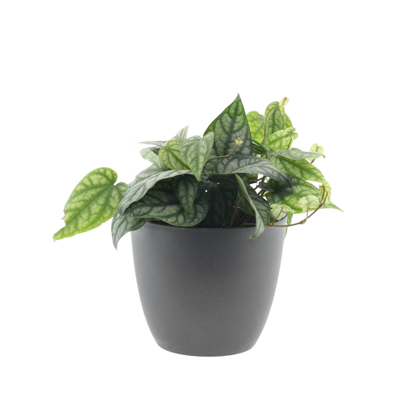 Okrasné pokojové rostliny - Pepřovník květináč 15cm