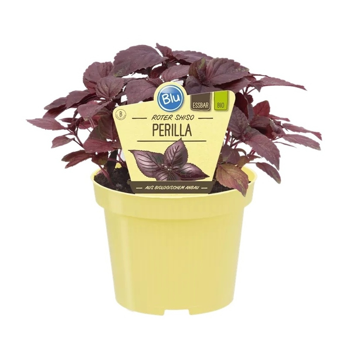 Bylinky - Perila křovitá Shiso Red BIO květináč 12cm
