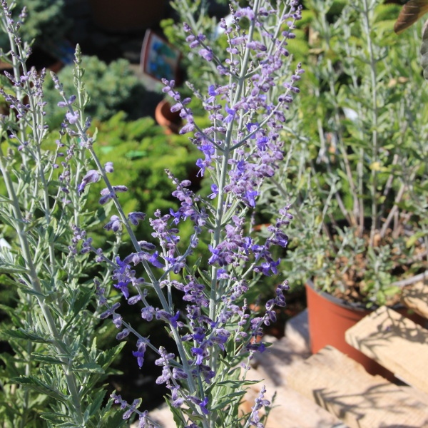 Rostliny - Perovskie Blue Spire květináč 3 litry, výška 40/50cm, keř