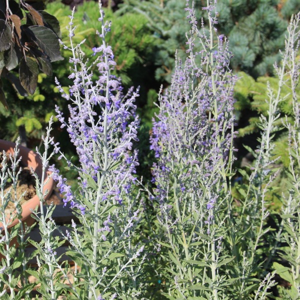 Perovskie Blue Spire květináč 3 litry, výška 40/50cm, keř-0
