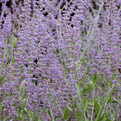 Keře okrasné květem - Perovskie lebedolistá 3 litry