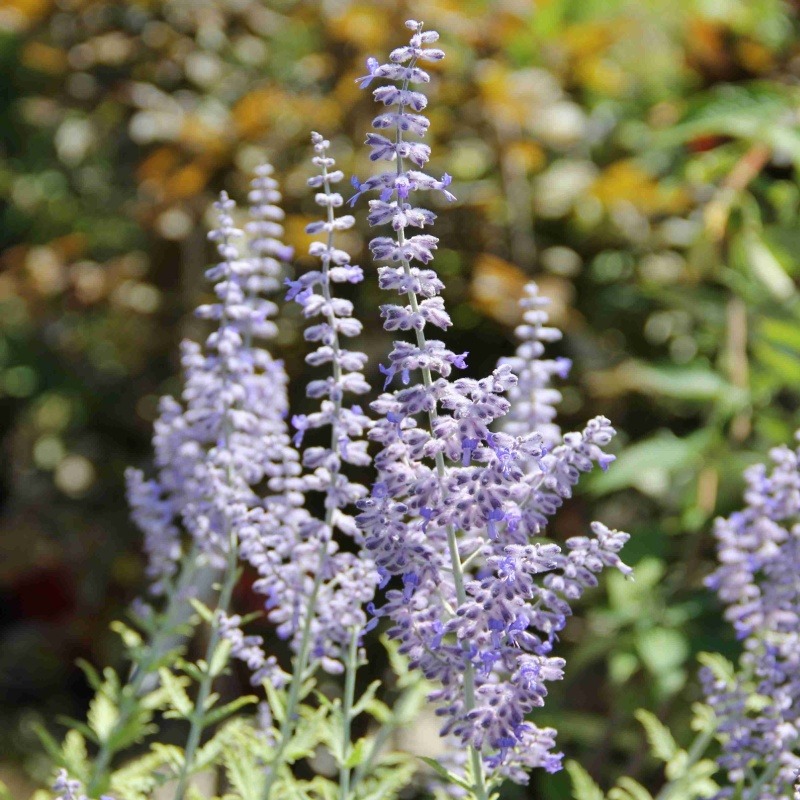 Keře okrasné květem - Perovskie lebedolistá 'Blue Lacey' květináč 2,5 litru, výška 20/30cm, keř