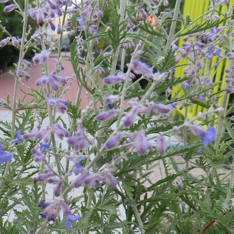 Keře okrasné květem - Perovskie lebedolistá 'Blue Spire' květináč 9 litrů, výška 40/60cm, keř