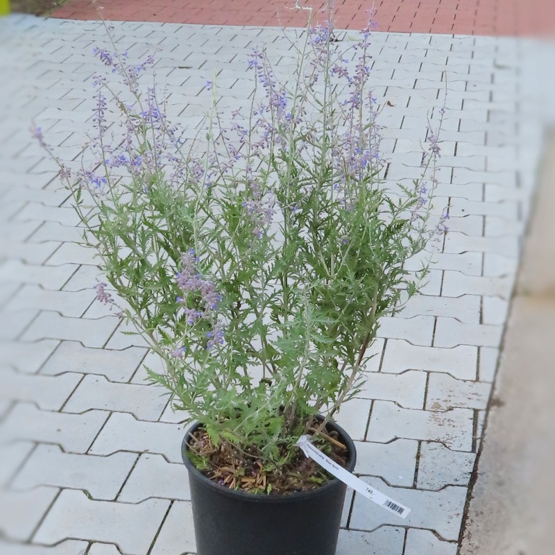 Perovskie lebedolistá 'Blue Spire' květináč 9 litrů, výška 40/60cm, keř-0