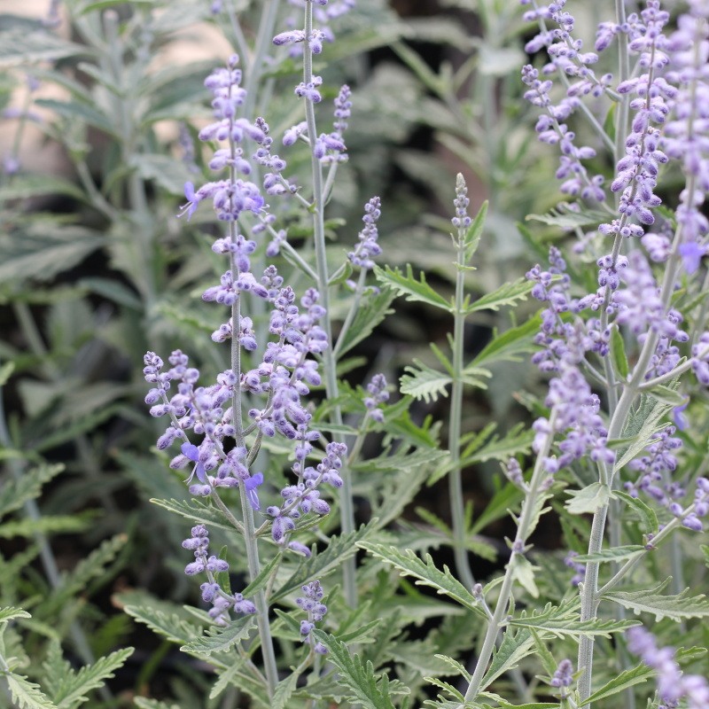 Keře okrasné květem - Perovskie lebedolistá 'Lacey Blue'® 11cm