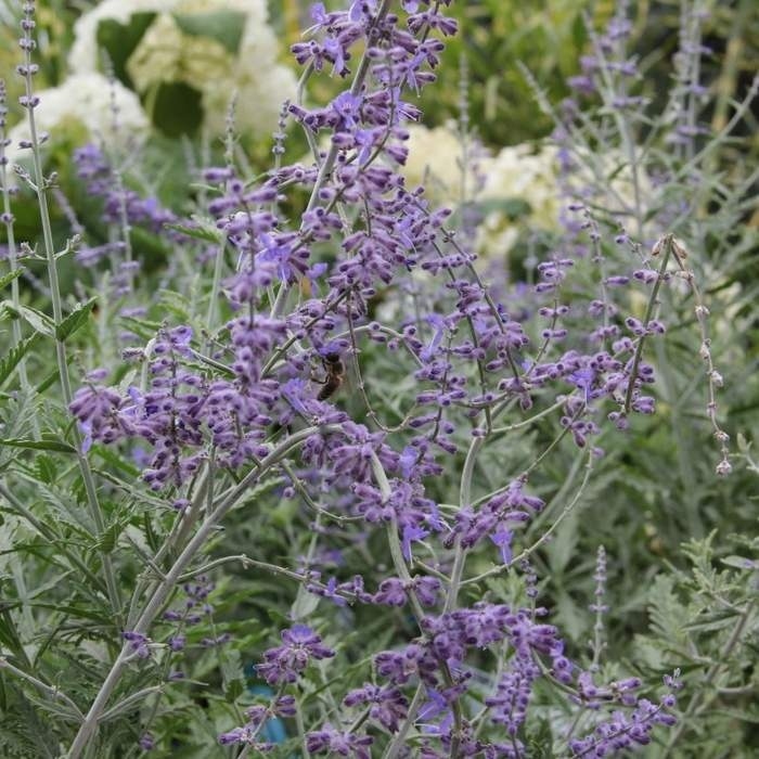 Keře okrasné květem - Perovskie lebedolistá 'Little Spire' květináč 11cm