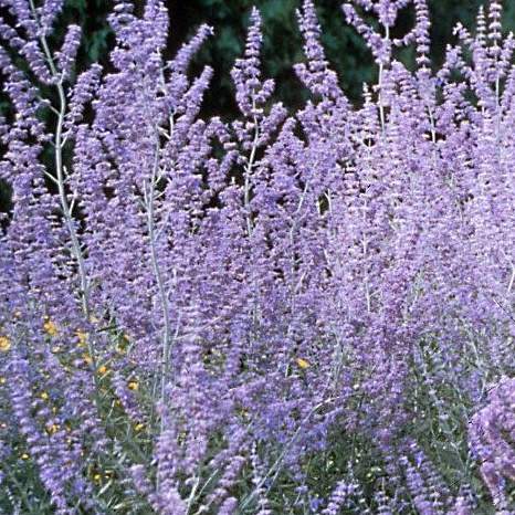 Keře okrasné květem - Perovskie lebedolistá Silvery Blue květináč 1,4 litru, výška 20/30cm, keř