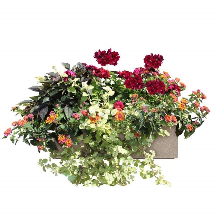 Květinové truhlíky - Pestrá letní směs Lechuza Stone