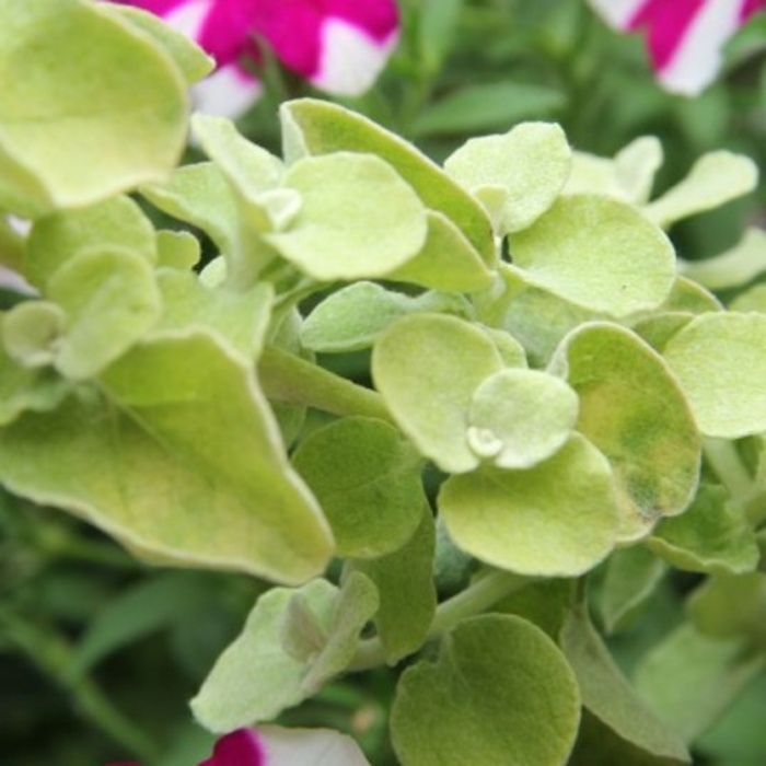 Pestrá letní směs Lechuza-0