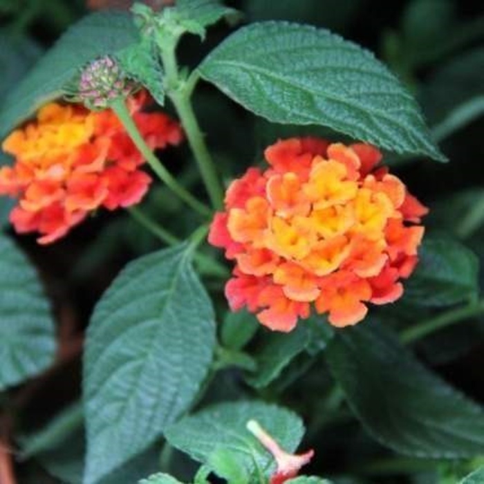 Pestrá letní směs Lechuza-1