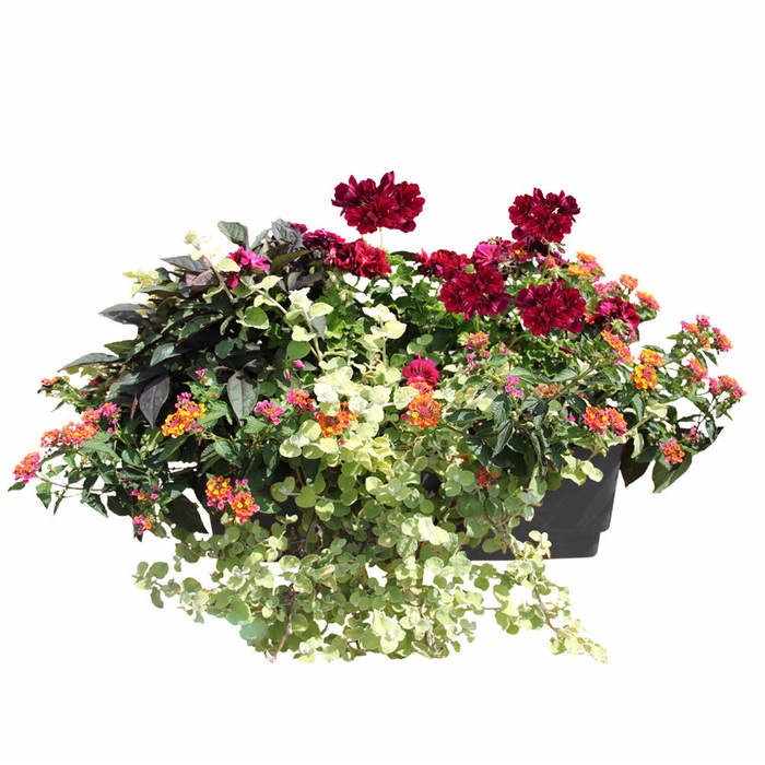 Květinové truhlíky - Pestrá letní směs