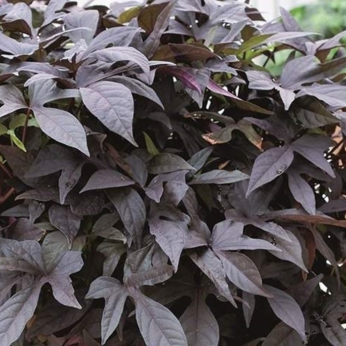 Pestrá letní směs-2