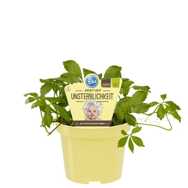 Bylinky - Pětilistý ženšen BIO květináč 12cm