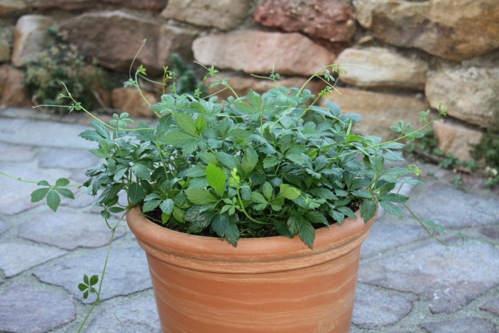 Pětilistý ženšen BIO květináč 12cm-0