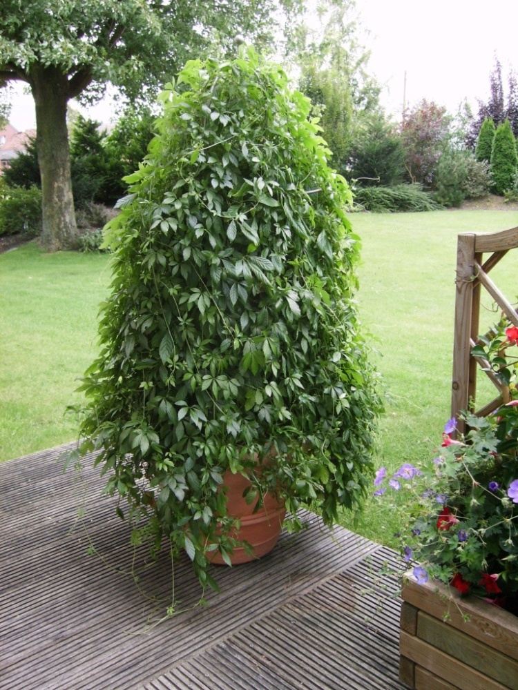 Pětilistý ženšen BIO květináč 12cm-1