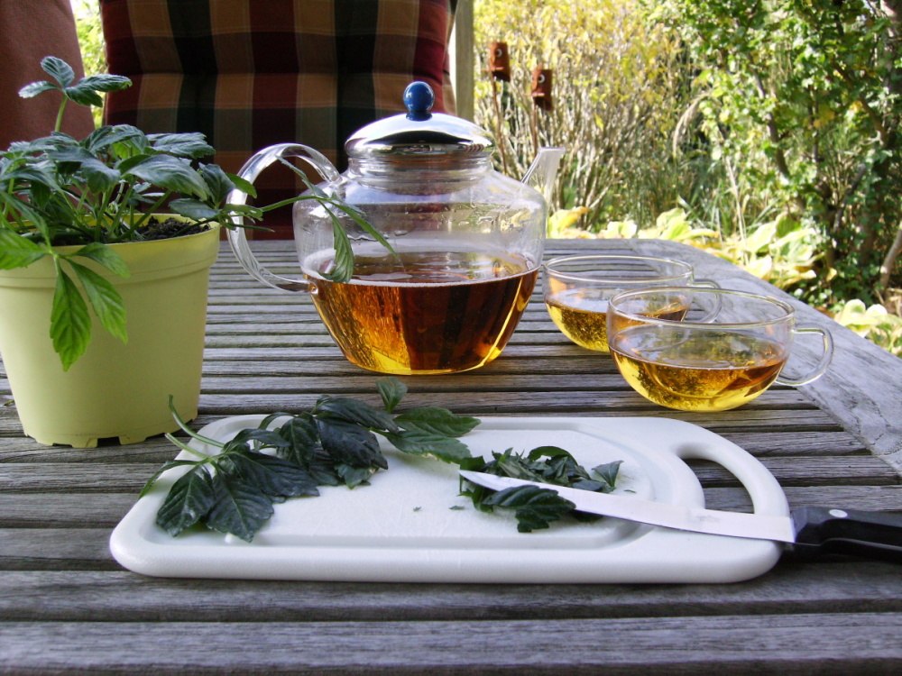 Pětilistý ženšen BIO květináč 12cm-3