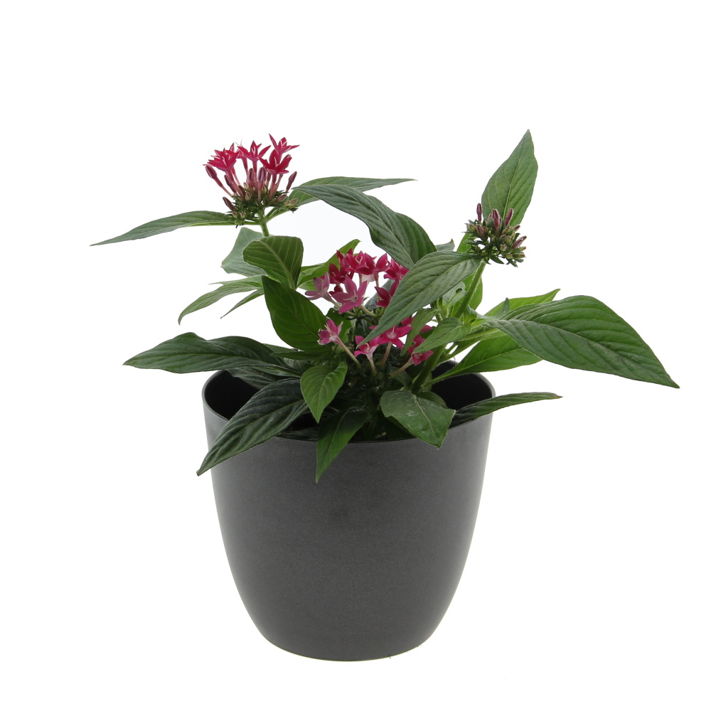 Nádobové květiny - Pětkovec kopinatý, pentas mix, květináč 10cm