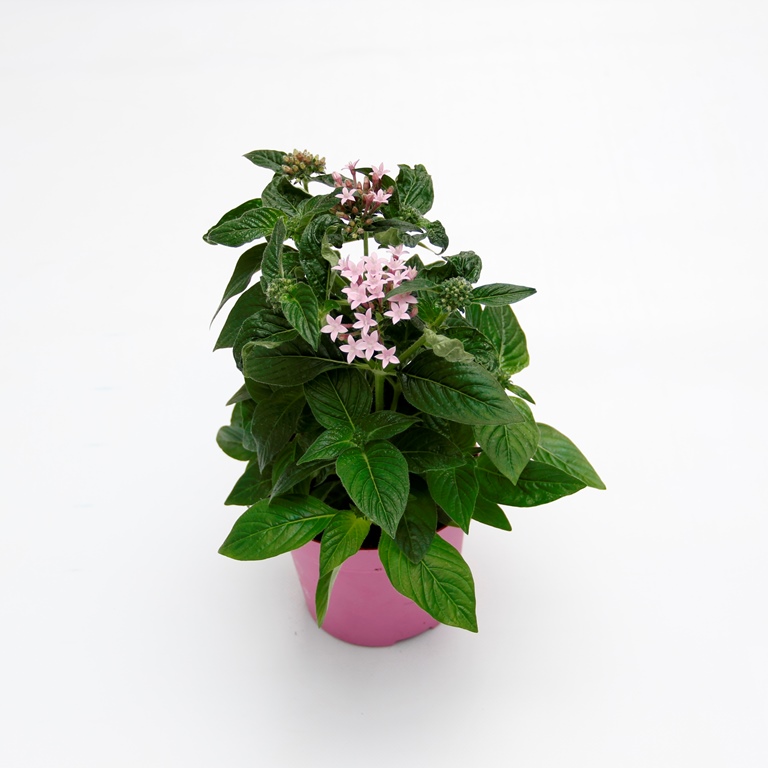 Rostliny - Pětkovec kopinatý v 12cm květináči