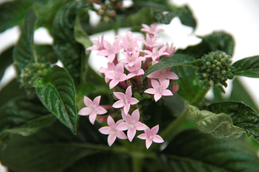 Pětkovec kopinatý v 12cm květináči-0